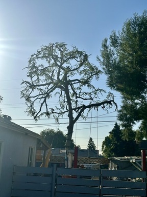 IMG_6708.jpeg