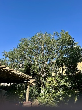 IMG_6331.jpeg