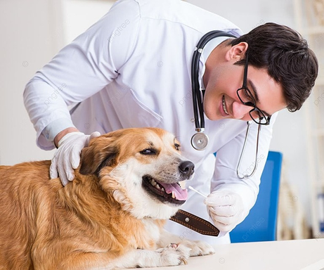 LA Pet Clinic